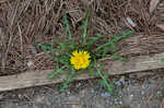 Common dandelion